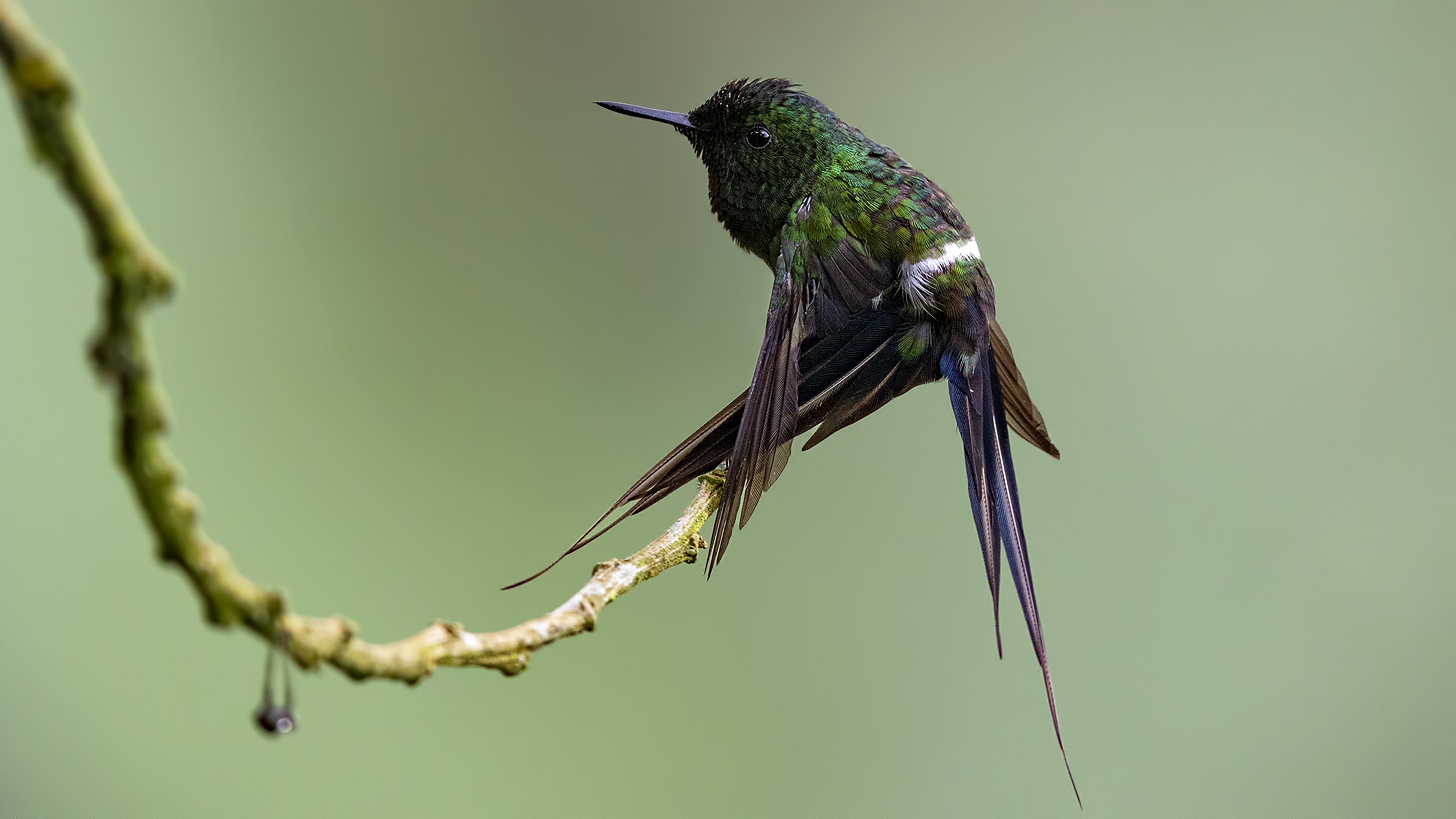 Green Thorntail